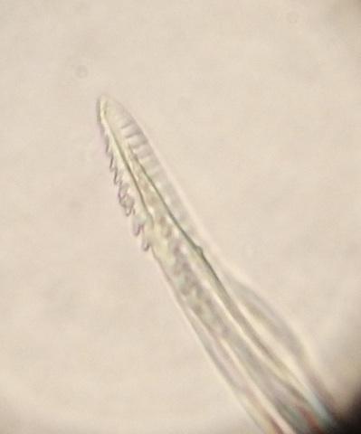 Miktoniscus patiencei